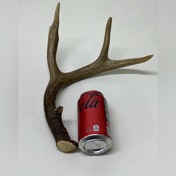 Vintage Upper Peninsula Michigan Deer Antler 12.1oz/344g - Picture 11 of 16